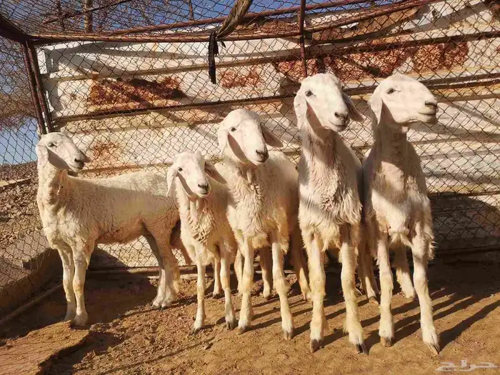 رخال نظيفه على الشرط 1