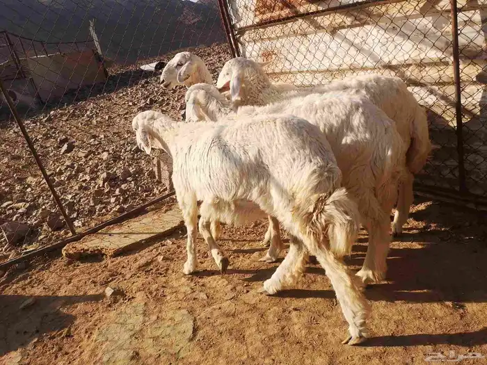 رخال نظيفه على الشرط 0