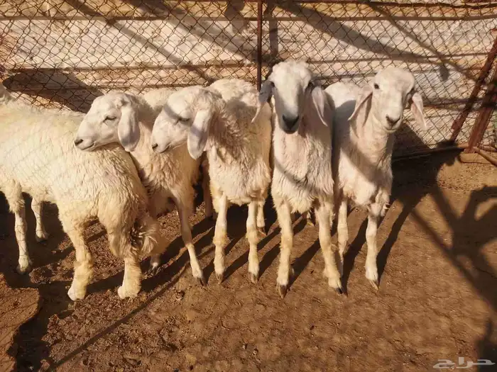 رخال نظيفه على الشرط 2