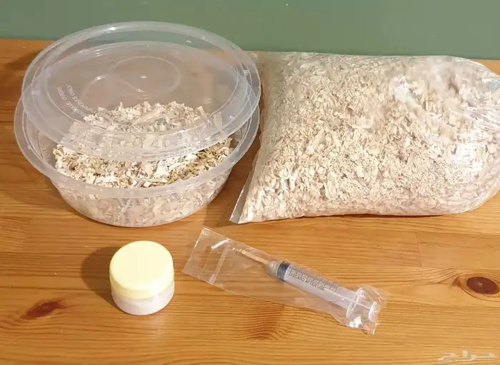 فرخ روز فايلوت تركوازي محجل 2