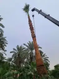 نخل واشنطني وشنطن واشنطوانيا زينه للبيع 4