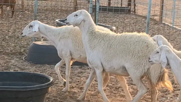 غنم حريات دفيع جروم طيبه ضان مقاني مراح طيبه 28