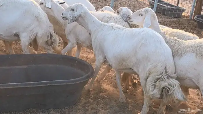 غنم حريات دفيع جروم طيبه ضان مقاني مراح طيبه 11