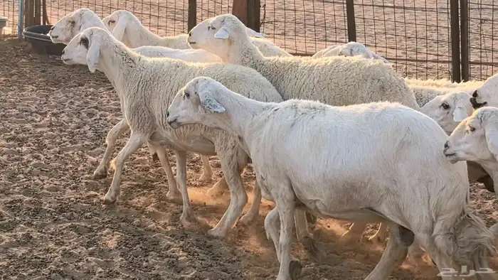 غنم حريات دفيع جروم طيبه ضان مقاني مراح طيبه 2