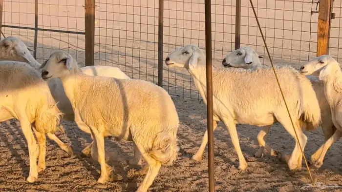 غنم حريات دفيع جروم طيبه ضان مقاني مراح طيبه 49