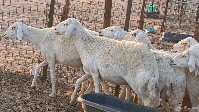 غنم حريات دفيع جروم طيبه ضان مقاني مراح طيبه 29