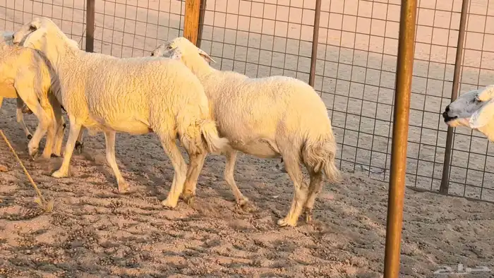 غنم حريات دفيع جروم طيبه ضان مقاني مراح طيبه 16