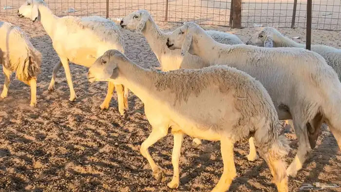 غنم حريات دفيع جروم طيبه ضان مقاني مراح طيبه 45