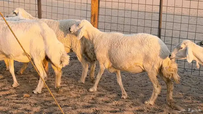 غنم حريات دفيع جروم طيبه ضان مقاني مراح طيبه 25