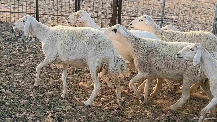 غنم حريات دفيع جروم طيبه ضان مقاني مراح طيبه 46