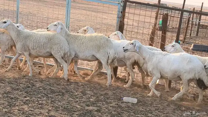 غنم حريات دفيع جروم طيبه ضان مقاني مراح طيبه 35