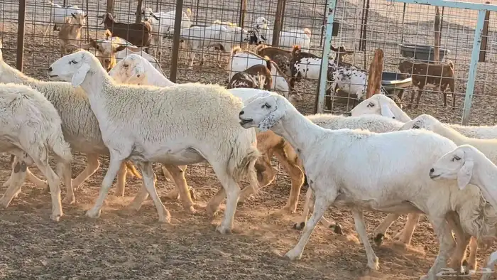 غنم حريات دفيع جروم طيبه ضان مقاني مراح طيبه 31