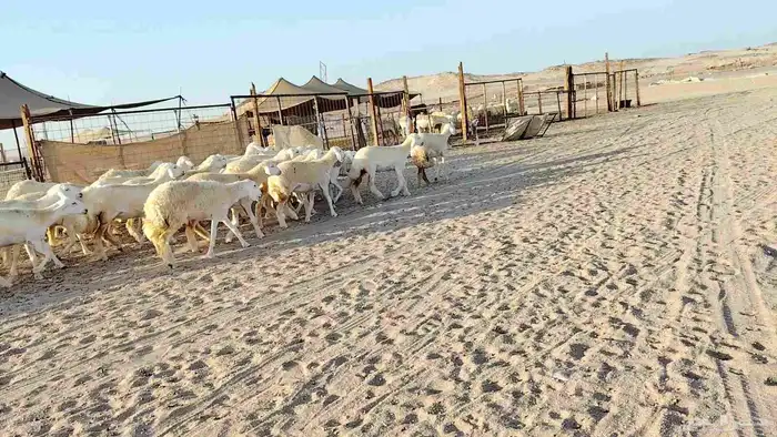 رخال جدعات فرش فحل عددها 36 4