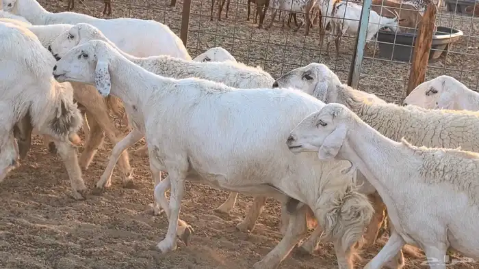 غنم حريات دفيع جروم طيبه ضان مقاني مراح طيبه 12