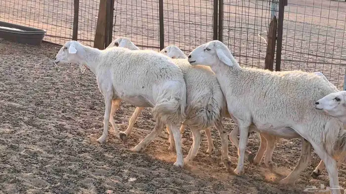 غنم حريات دفيع جروم طيبه ضان مقاني مراح طيبه 14