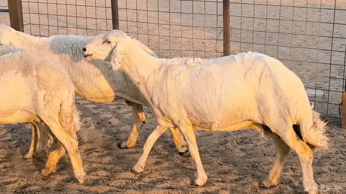غنم حريات دفيع جروم طيبه ضان مقاني مراح طيبه 24