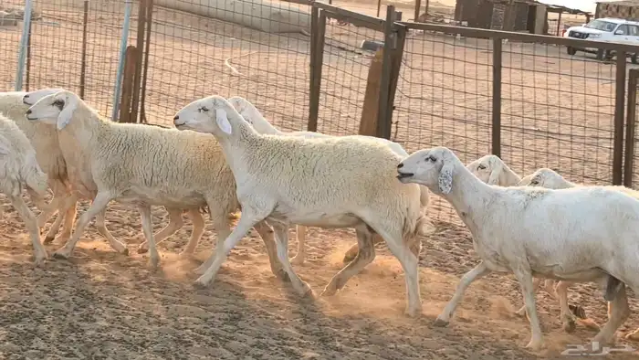 غنم حريات دفيع جروم طيبه ضان مقاني مراح طيبه 32