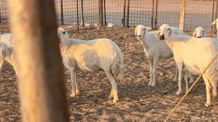 غنم حريات دفيع جروم طيبه ضان مقاني مراح طيبه 42