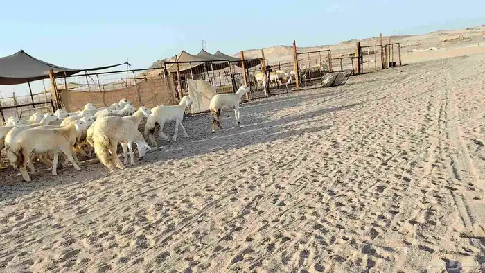 رخال جدعات فرش فحل عددها 36 7