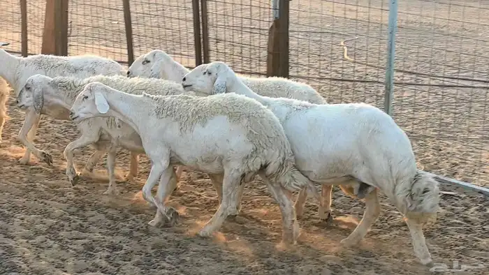 غنم حريات دفيع جروم طيبه ضان مقاني مراح طيبه 22