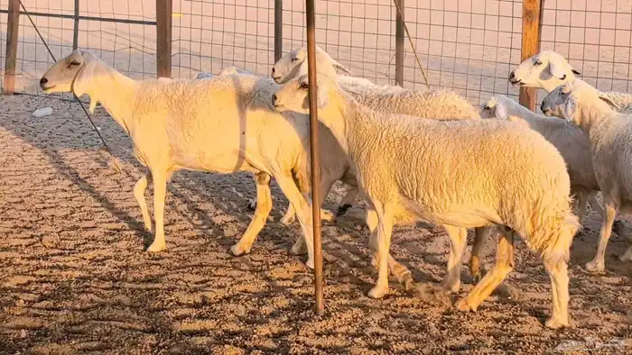 غنم حريات دفيع جروم طيبه ضان مقاني مراح طيبه 40