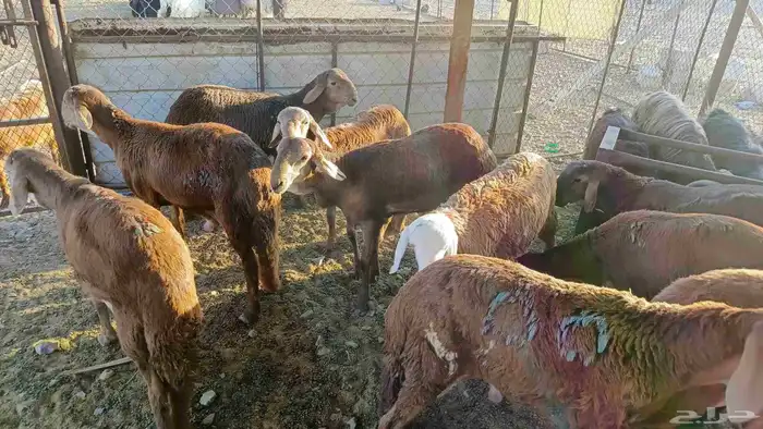 طليان سواكن 6