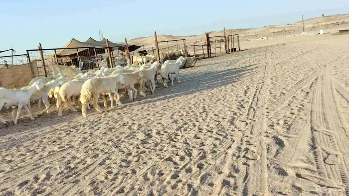 رخال جدعات فرش فحل عددها 36 1