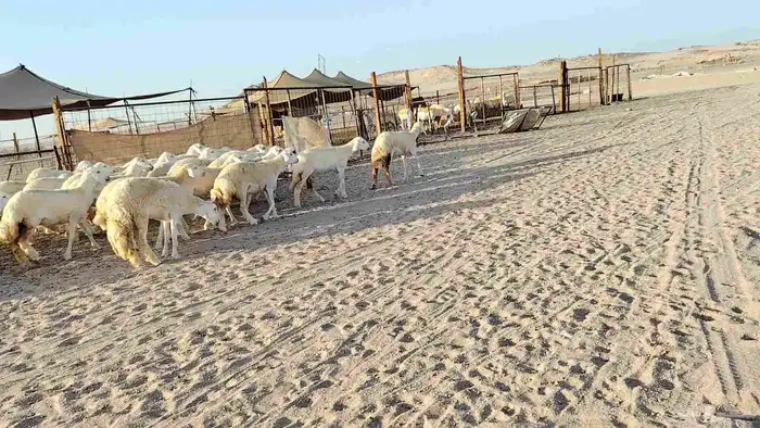 رخال جدعات فرش فحل عددها 36 3