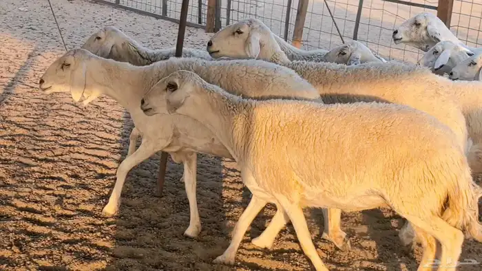 غنم حريات دفيع جروم طيبه ضان مقاني مراح طيبه 37