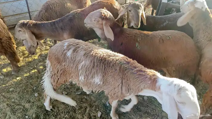 طليان سواكن 4