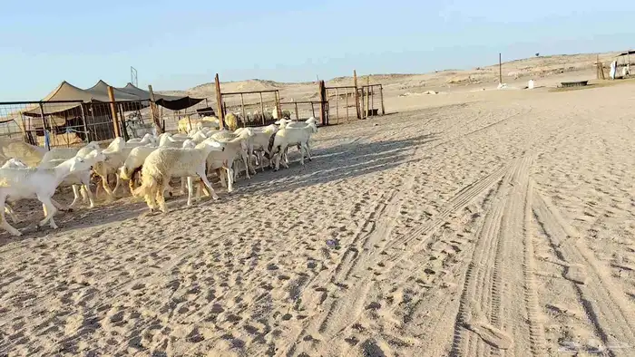 رخال جدعات فرش فحل عددها 36 0