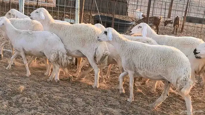 غنم حريات دفيع جروم طيبه ضان مقاني مراح طيبه 26