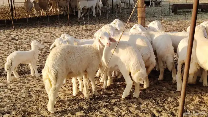 غنم حريه خلفات طيبه 47 بالفحل تحتها 43 بهمها زبايح 22