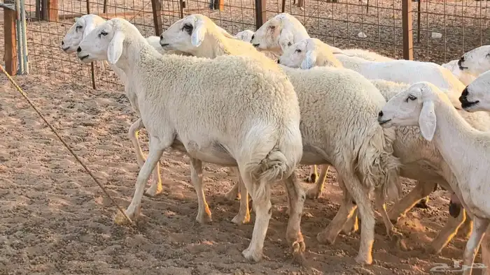 غنم حريات دفيع جروم طيبه ضان مقاني مراح طيبه 20