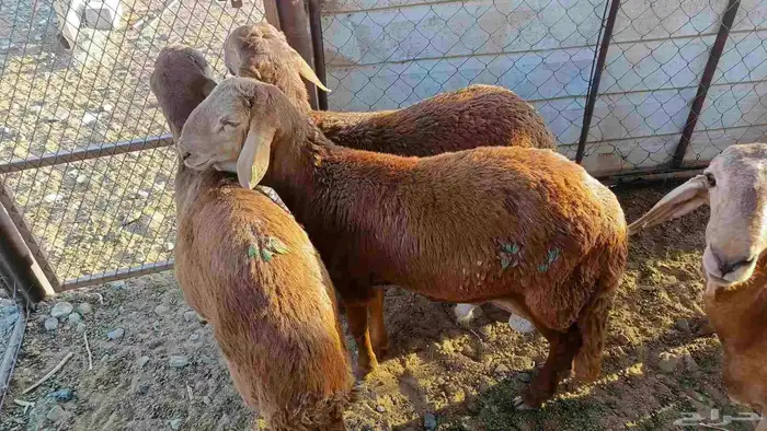 طليان سواكن 5