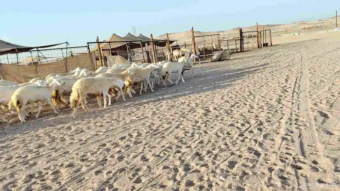 رخال جدعات فرش فحل عددها 36 5