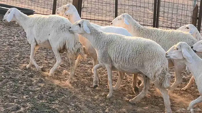 غنم حريات دفيع جروم طيبه ضان مقاني مراح طيبه 44