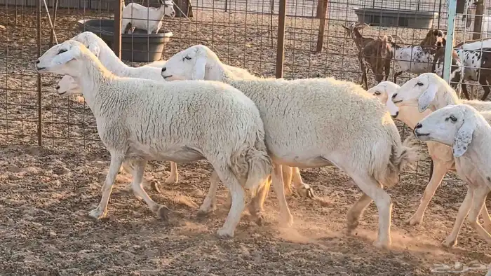 غنم حريات دفيع جروم طيبه ضان مقاني مراح طيبه 1