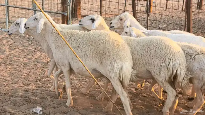 غنم حريات دفيع جروم طيبه ضان مقاني مراح طيبه 19