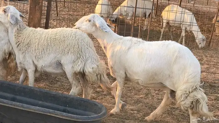 غنم حريات دفيع جروم طيبه ضان مقاني مراح طيبه 8