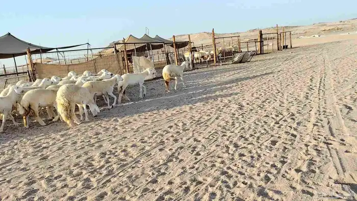 رخال جدعات فرش فحل عددها 36 6