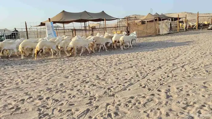 رخال جدعات فرش فحل عددها 36 9