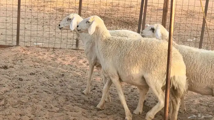 غنم حريات دفيع جروم طيبه ضان مقاني مراح طيبه 18