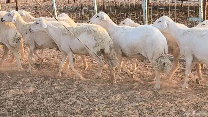 غنم حريات دفيع جروم طيبه ضان مقاني مراح طيبه 7