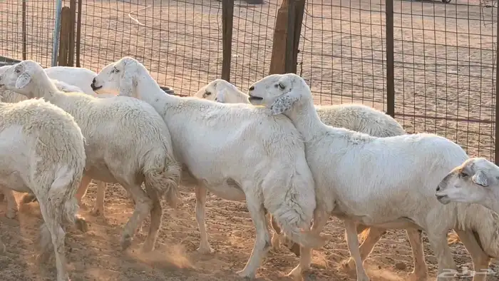 غنم حريات دفيع جروم طيبه ضان مقاني مراح طيبه 30