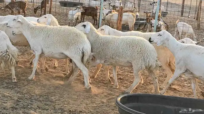 غنم حريات دفيع جروم طيبه ضان مقاني مراح طيبه 27