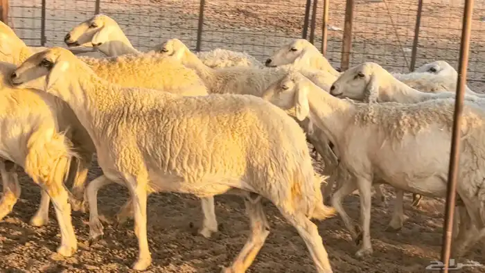 غنم حريات دفيع جروم طيبه ضان مقاني مراح طيبه 6