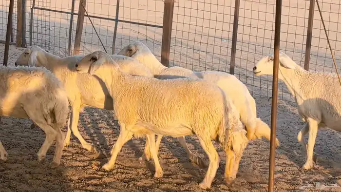 غنم حريات دفيع جروم طيبه ضان مقاني مراح طيبه 34