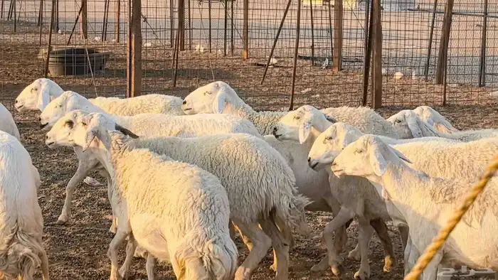 غنم حريات دفيع جروم طيبه ضان مقاني مراح طيبه 4