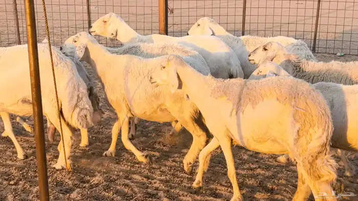 غنم حريات دفيع جروم طيبه ضان مقاني مراح طيبه 10